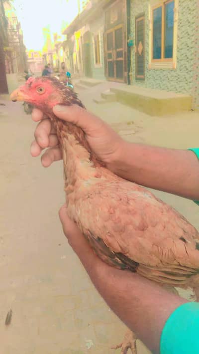 Sindhi aseel mirgi