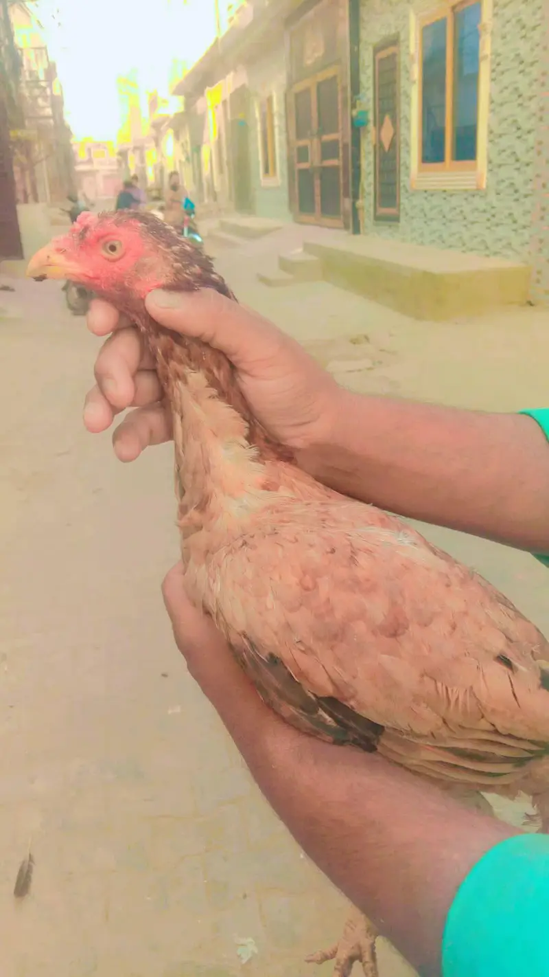Sindhi aseel mirgi