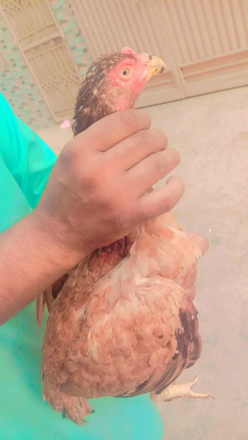 Sindhi aseel mirgi — photo 2