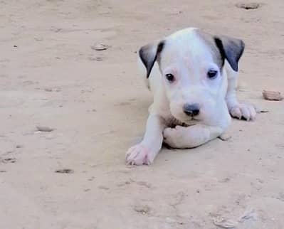 bully gultair male puppy