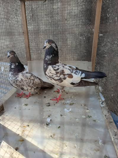 kabootar ke 5 jory for sale ha sb pairs ki picture attached ha