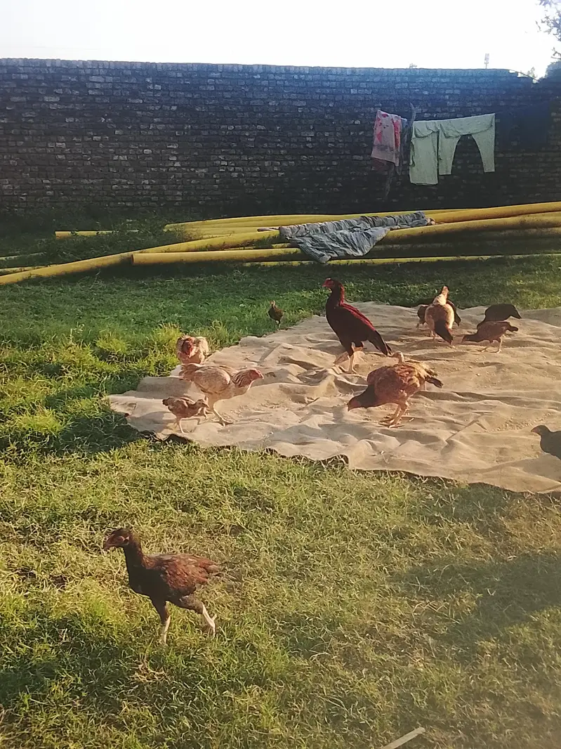 hens available — photo 2