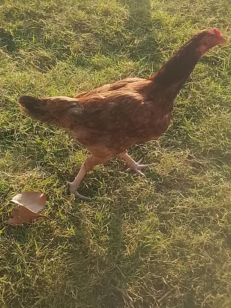 hens available — photo 3