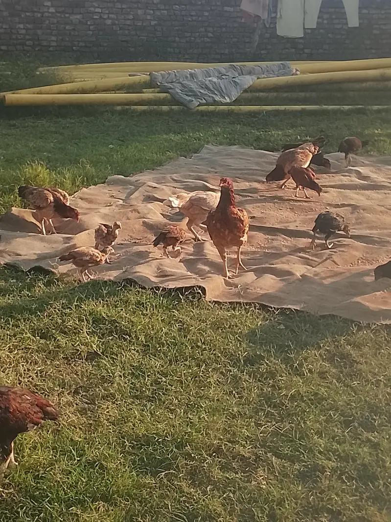 hens available — photo 4