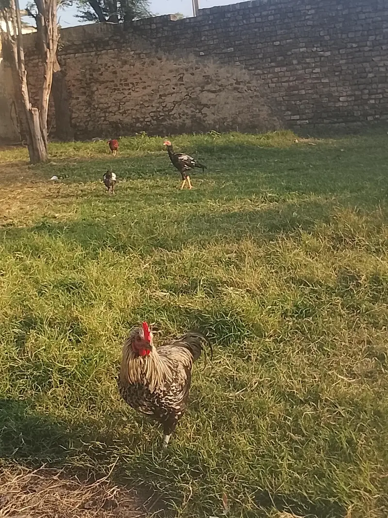 hens available — photo 5