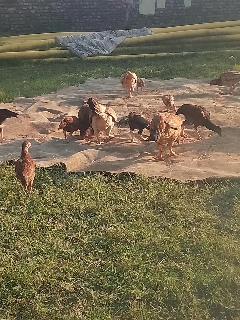 hens available — photo 6
