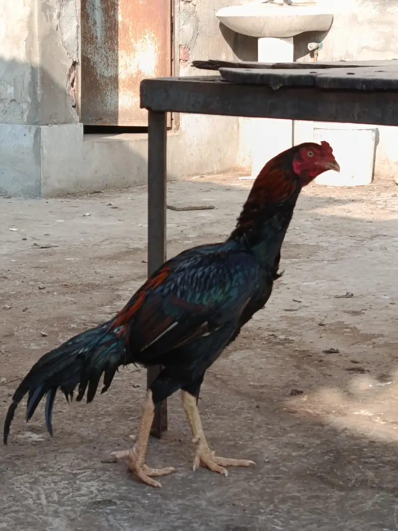 Aseel/Thai/Shamo/Pakistani — photo 2