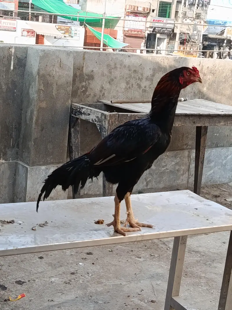 Aseel/Thai/Shamo/Pakistani — photo 3