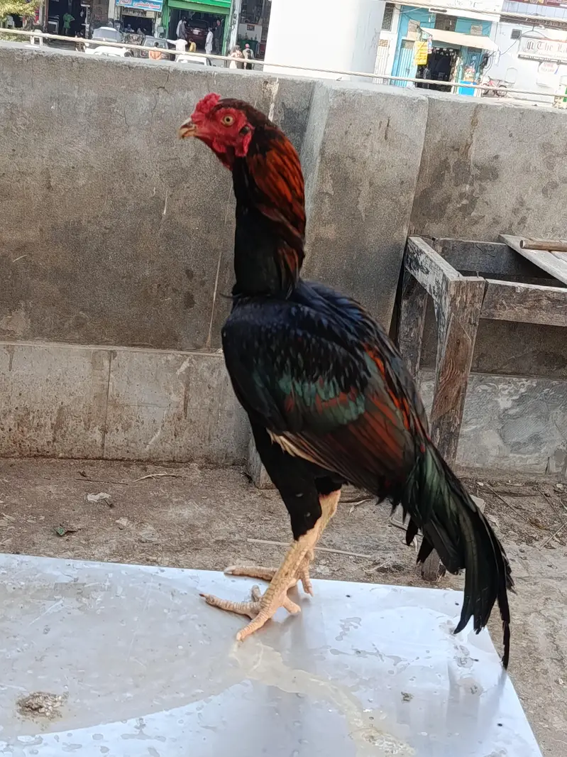 Aseel/Thai/Shamo/Pakistani — photo 4