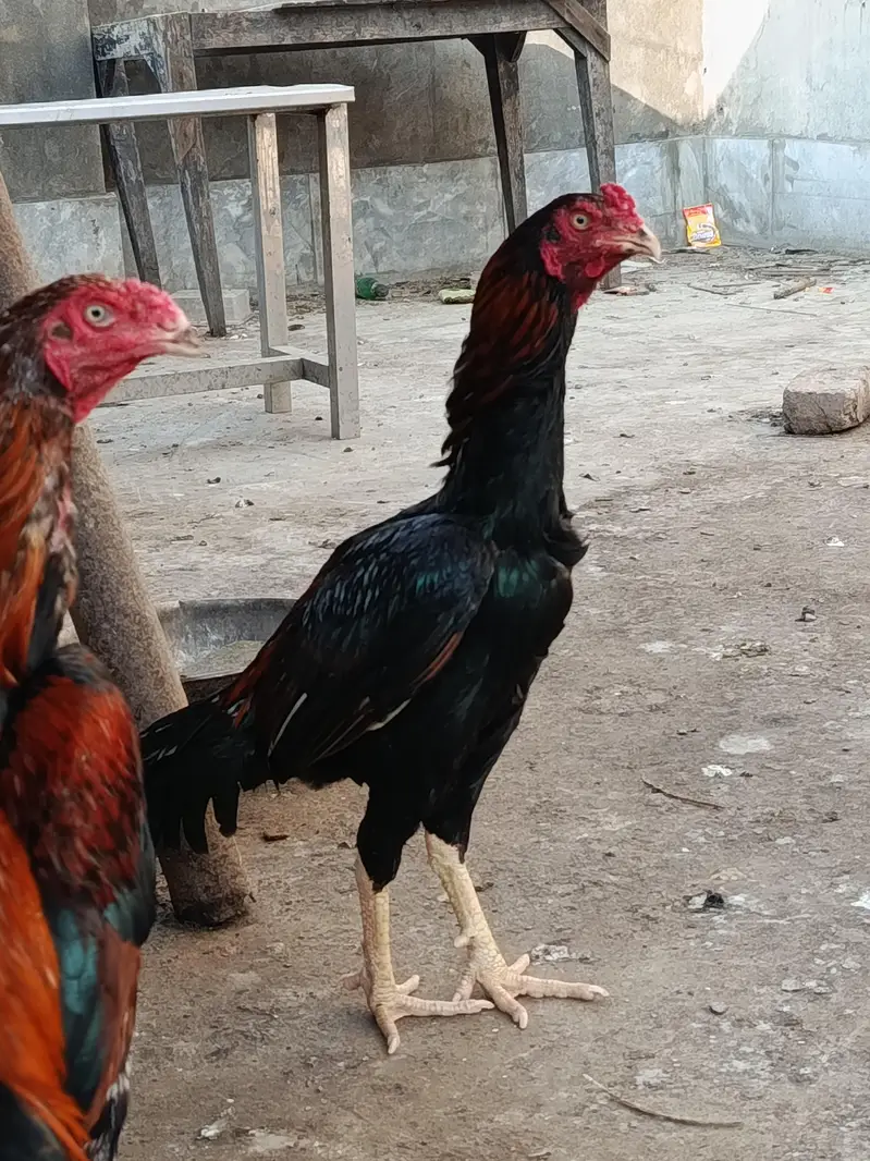 Aseel/Thai/Shamo/Pakistani — photo 5