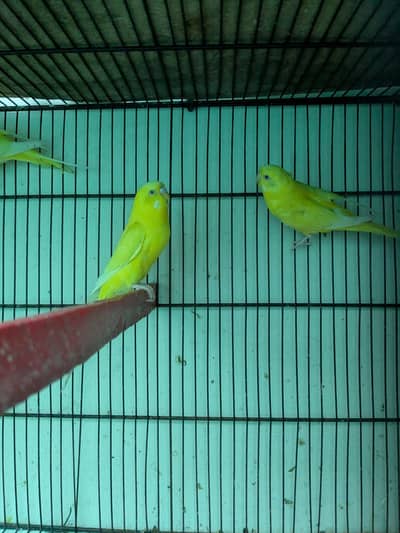 Australian parrots