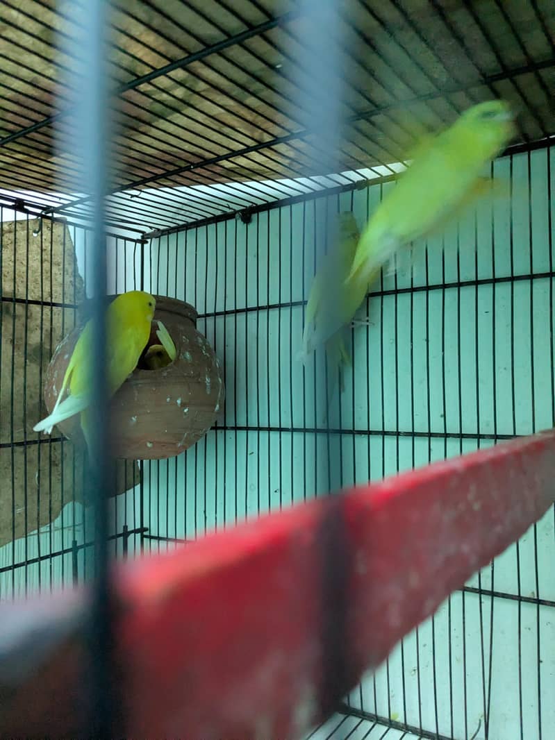 Australian parrots - Parrots - 1120899853
