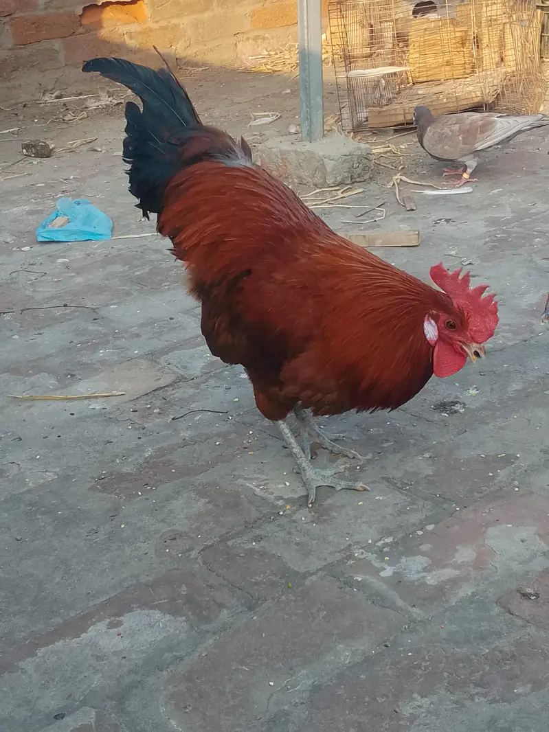 Hens for sale