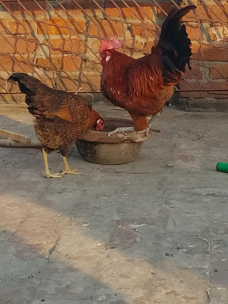 Hens for sale — photo 2