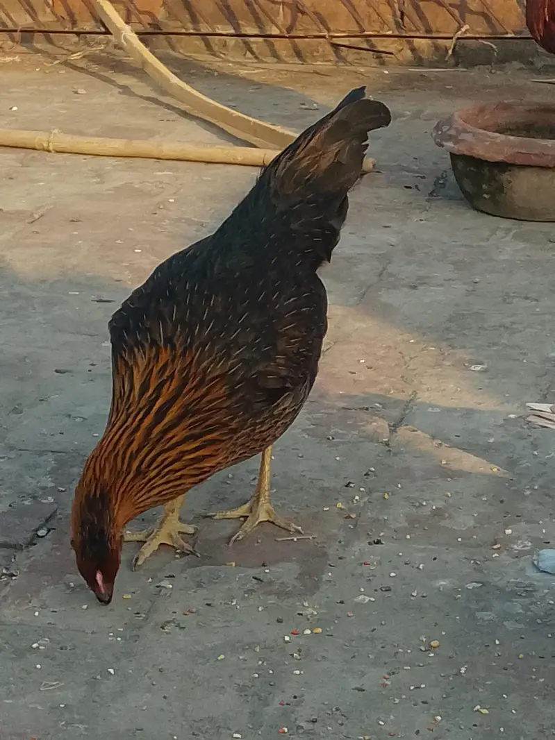 Hens for sale — photo 3