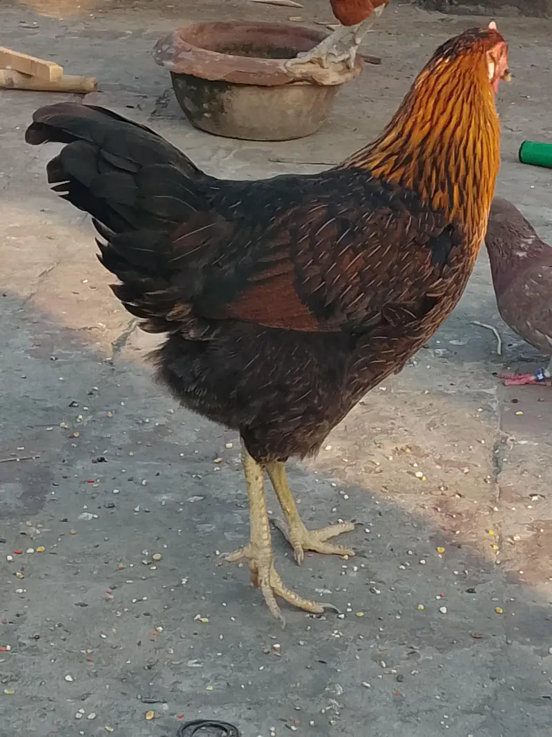 Hens for sale — photo 4