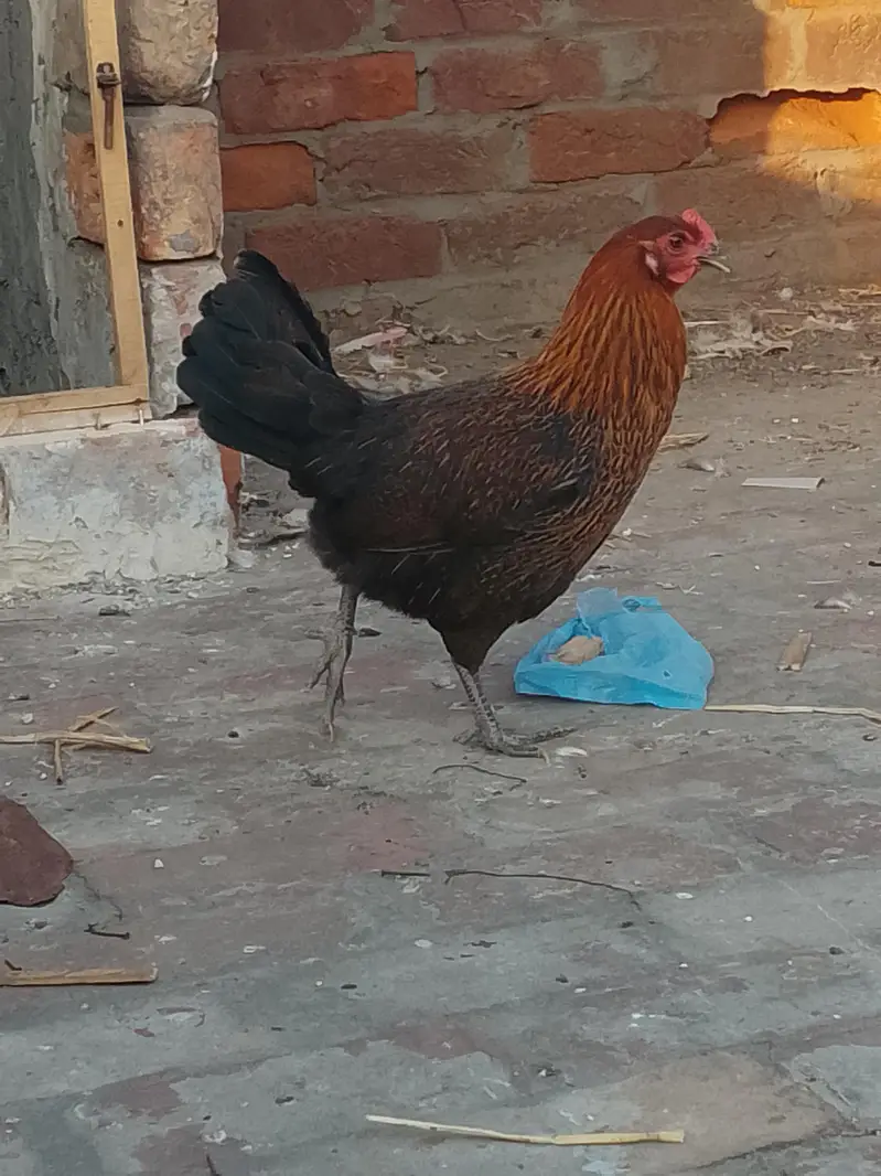 Hens for sale — photo 5