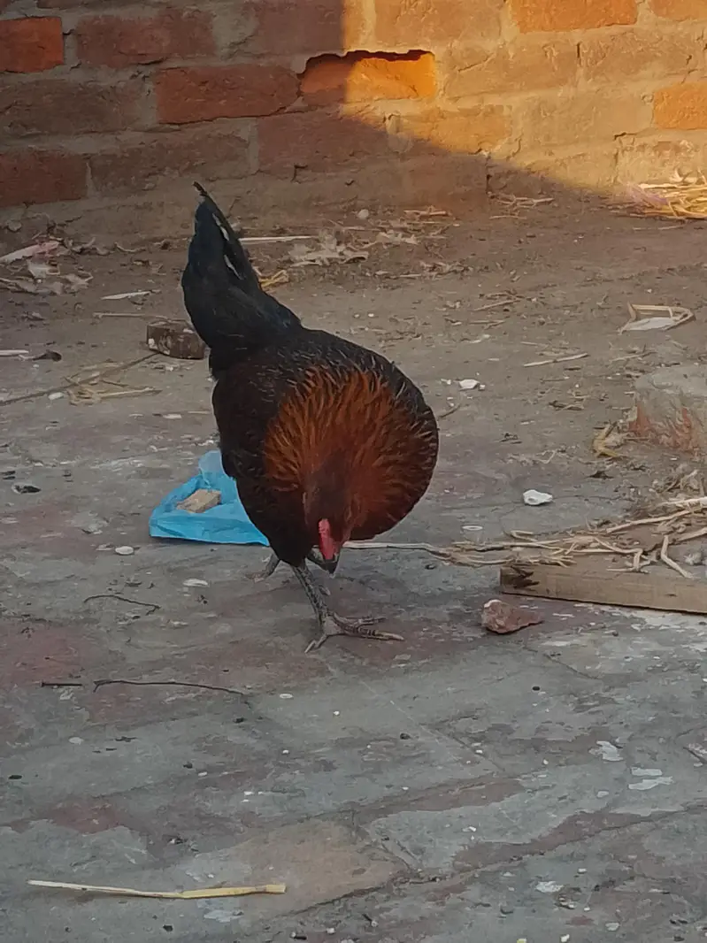 Hens for sale — photo 6