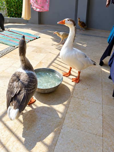 Goose pair breeder
