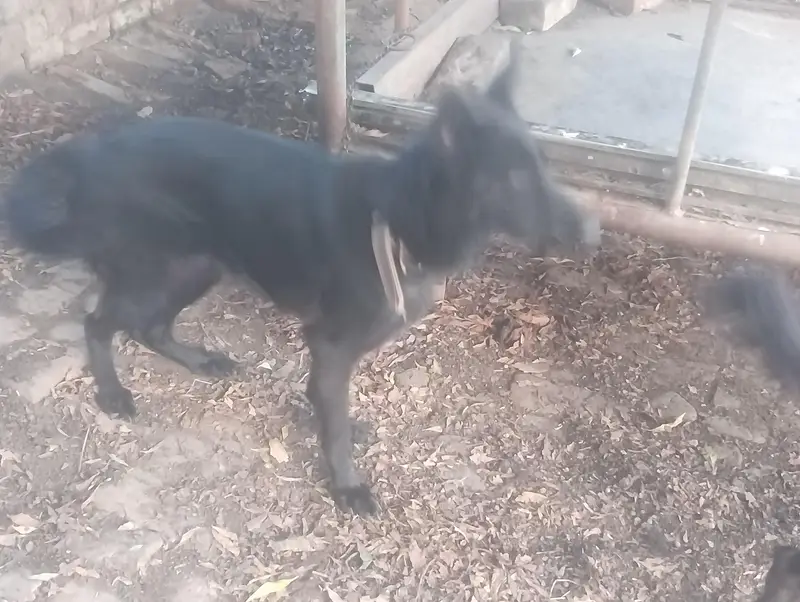 German shepherd DOGs — photo 2