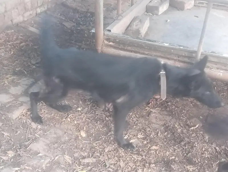 German shepherd DOGs — photo 3