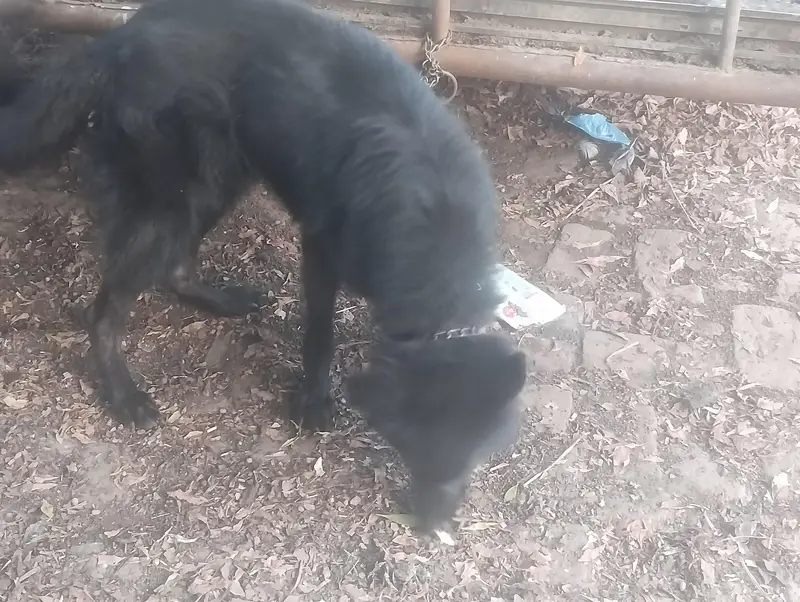 German shepherd DOGs — photo 5