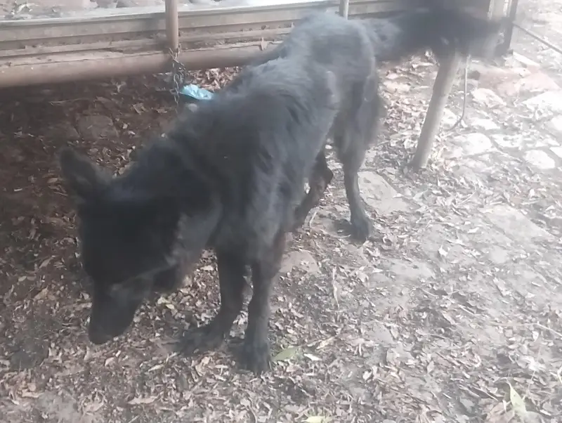 German shepherd DOGs — photo 7