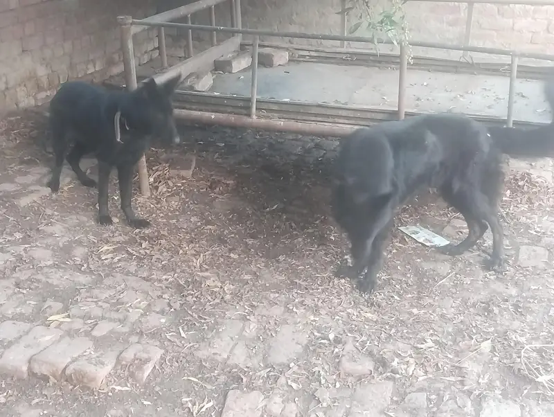 German shepherd DOGs — photo 8