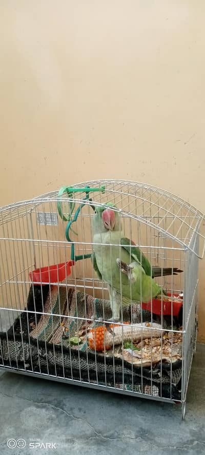 Raw parot for sell