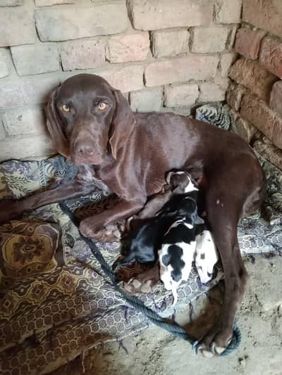 Pointer puppies for sale