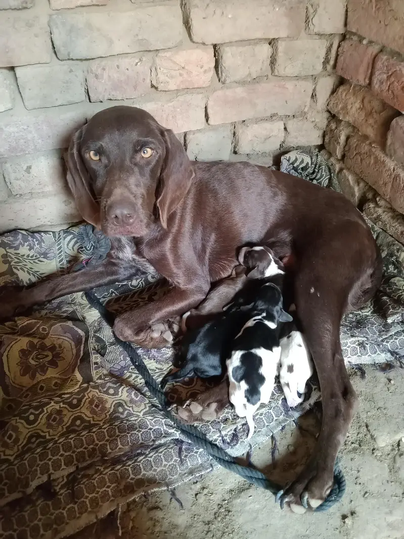 Pointer puppies for sale