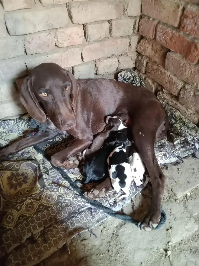 Pointer puppies for sale — photo 2