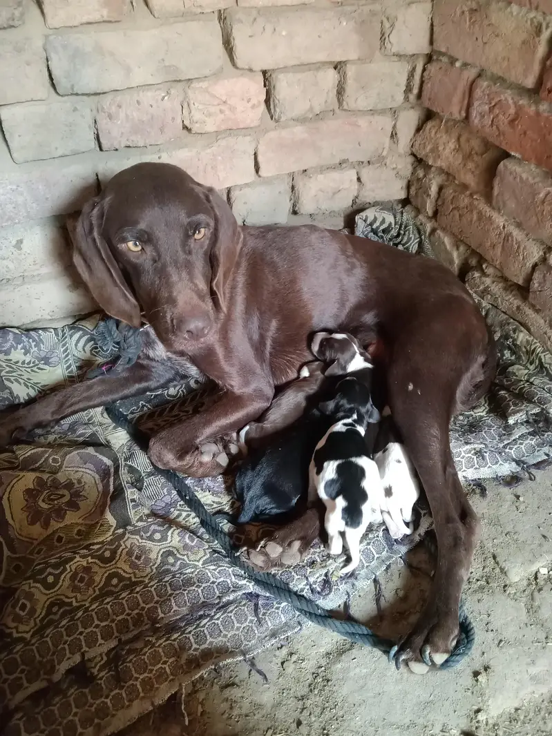 Pointer puppies for sale — photo 3