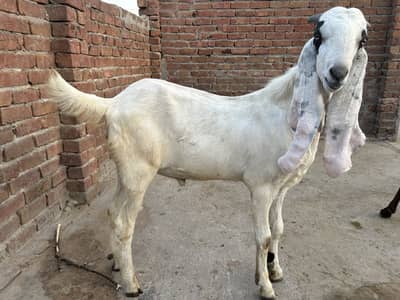 Qurbani 2027 / gulabi rajanpuri bakra / goat