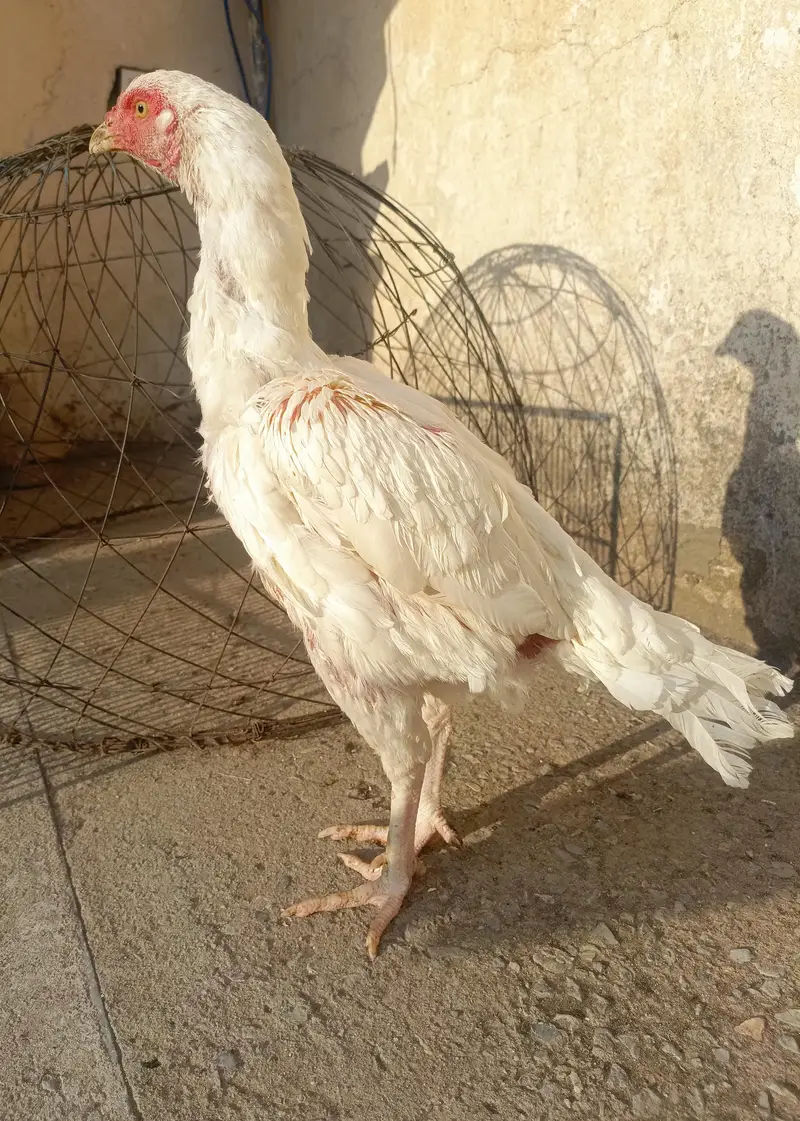 Heera Aseel Female For Sale!! . . WhatsApp 03219874606 — photo 2