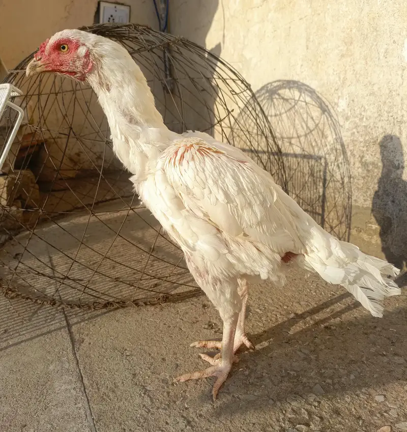 Heera Aseel Female For Sale!! . . WhatsApp 03219874606 — photo 4