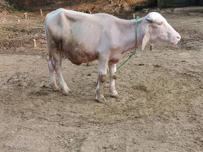 pure gold brown breeder