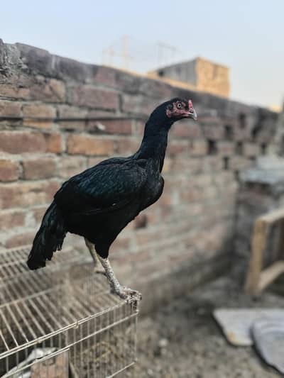 Black aseel madi for sale top quality eggs ki guaranty