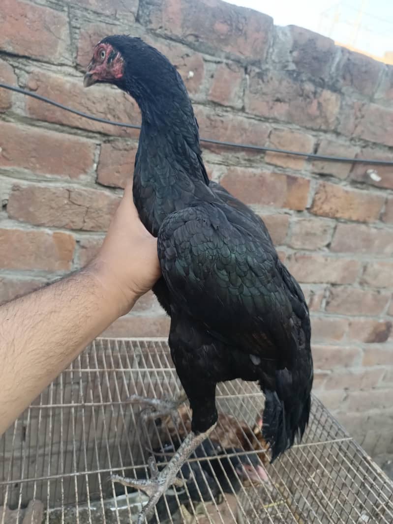 Black aseel madi for sale top quality eggs ki guaranty 1