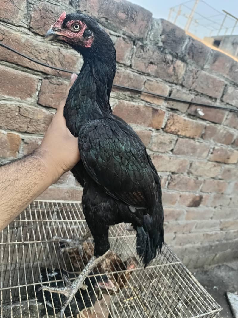 Black aseel madi for sale top quality eggs ki guaranty 2