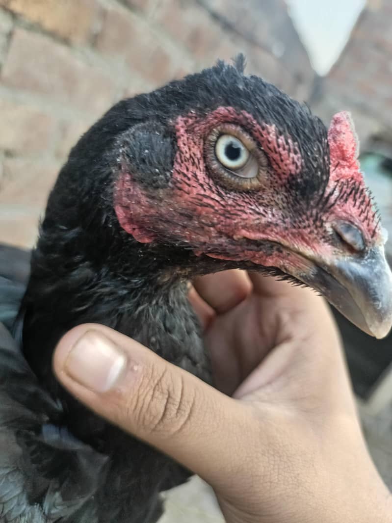 Black aseel madi for sale top quality eggs ki guaranty 3