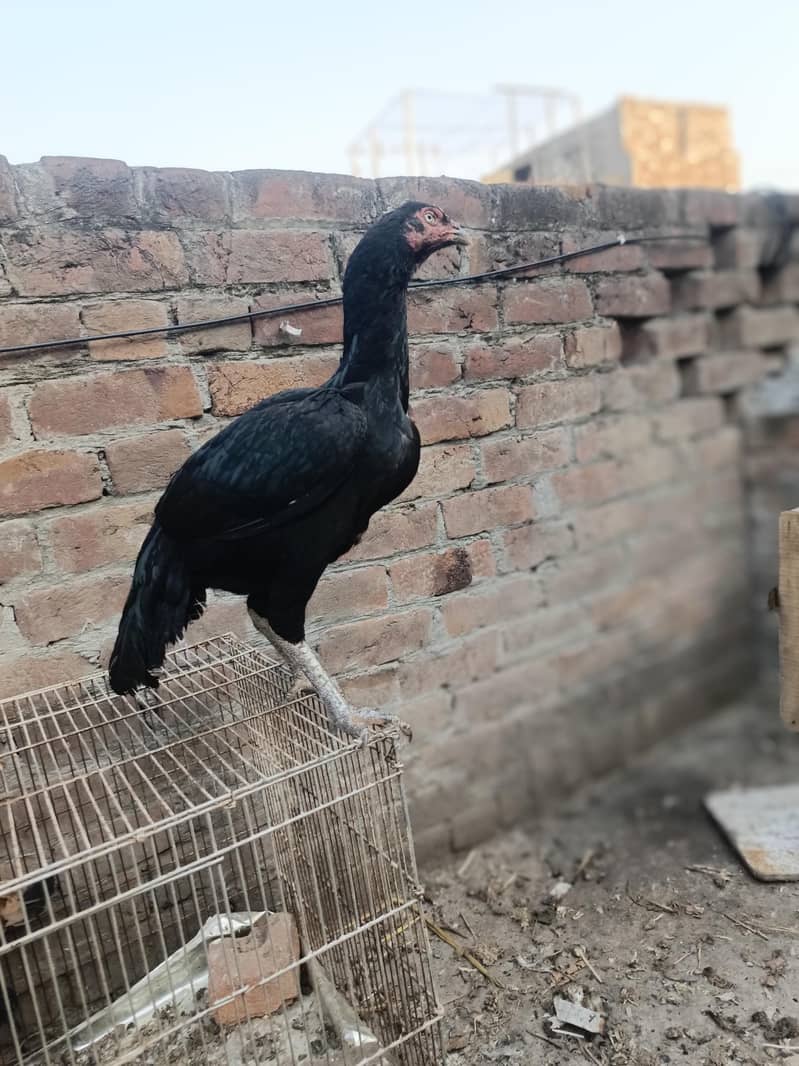 Black aseel madi for sale top quality eggs ki guaranty 4