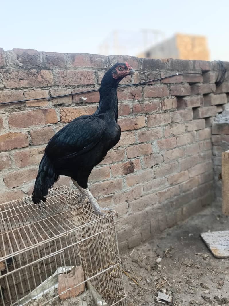 Black aseel madi for sale top quality eggs ki guaranty 5