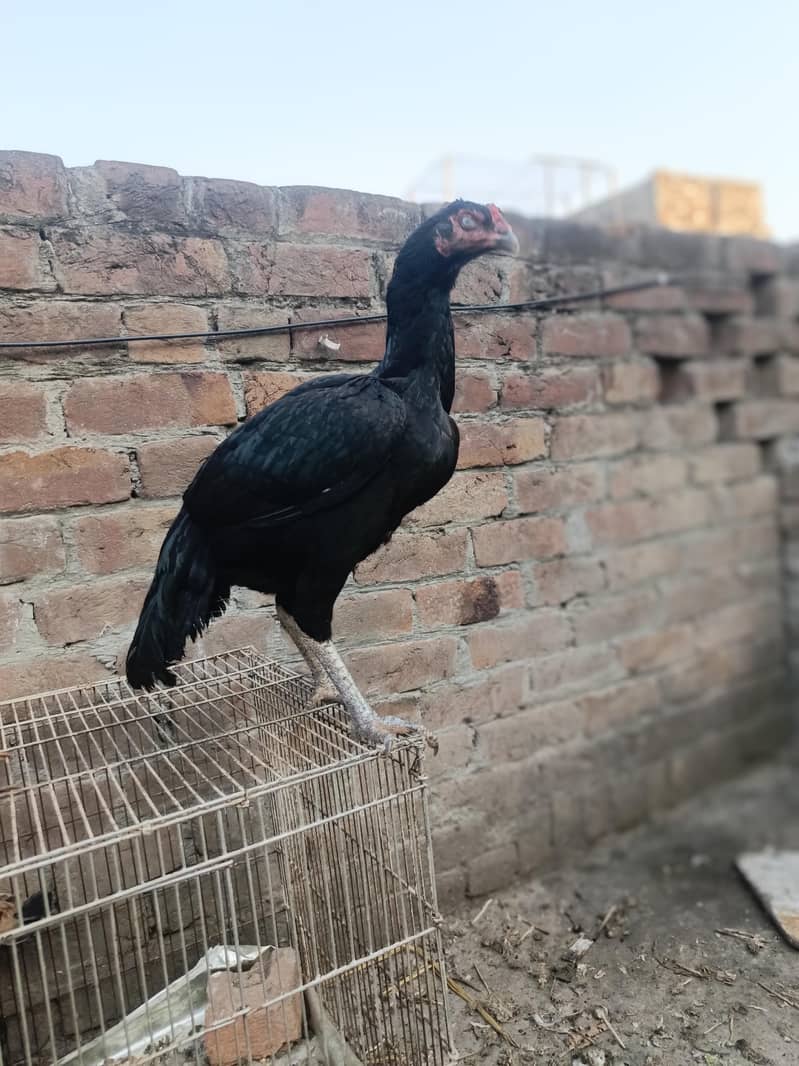 Black aseel madi for sale top quality eggs ki guaranty 6
