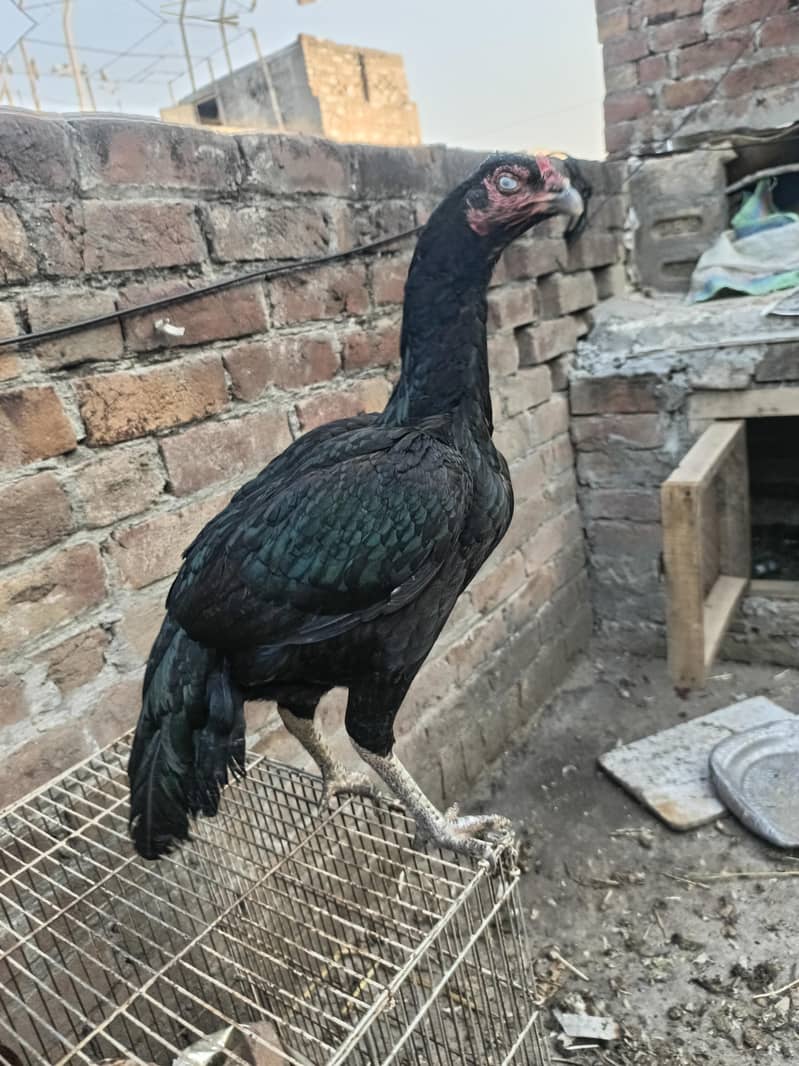 Black aseel madi for sale top quality eggs ki guaranty 7