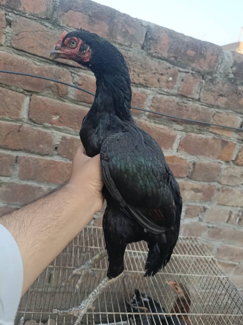 Black aseel madi for sale top quality eggs ki guaranty 8
