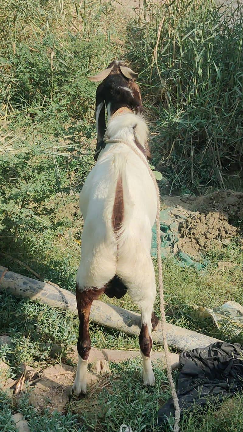 bakra 2