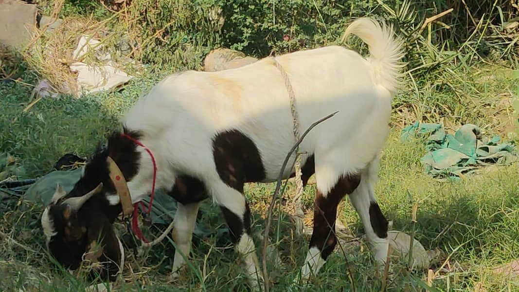 bakra 3