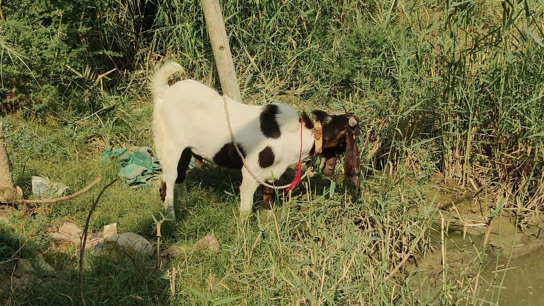 bakra 4
