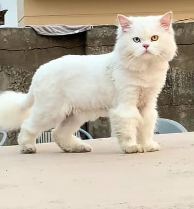 facial cat 3 month
